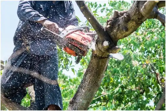 tree services Spanish Valley